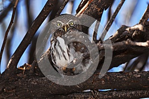 Pearl-spotted owlet glaucicium perlatum