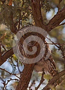 Pearl-spotted Owlet Glaucidium perlatum 4805