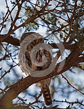 Pearl-spotted Owlet Glaucidium perlatum 4807