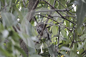 Pearl-spotted owlet Glaucidium perlatum hidden in a tree