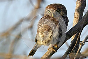 Pearl-spotted Owlet (Glaucidium perlatum) photo