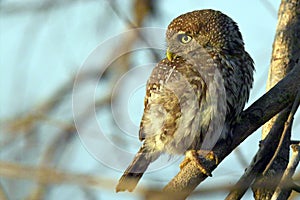 Pearl-spotted Owlet (Glaucidium perlatum) photo