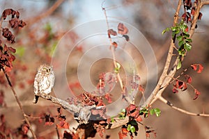 Pearl-spotted owlet (Glaucidium perlatum) photo