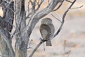 Pearl spotted Owlet