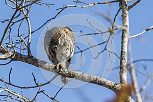 Pearl-spotted Owlet in Kruger National park, South Africa