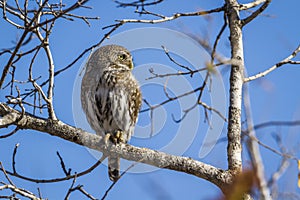 Pearl-spotted Owlet in Kruger National park, South Africa