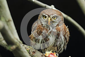 Pearl-spotted owlet photo