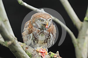 Pearl-spotted owlet