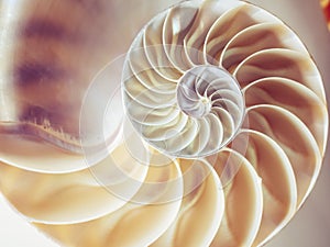Pearl structure Nautilus symmetry Section inside pattern Nature background texture photo