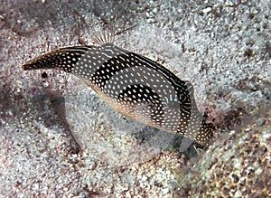 A Pearl Toby Canthigaster margaritata