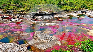 The pearl of tropical Colombia is the multicolored Canio Cristales River, the most beautiful river in the world