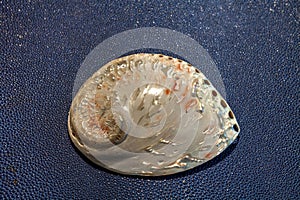 Pearl white abalone shell Haliotis asinina