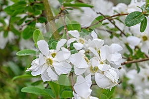 Pearlbush Exochorda x macrantha The Bride, white flowers photo