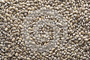 Pearled Barley grains