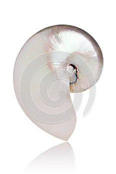 Pearled Nautilus