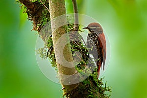 Pearled treerunner, Margarornis squamiger, grey brown bird in the nature habitat. Treerunner on the tree branch, San Isidro in