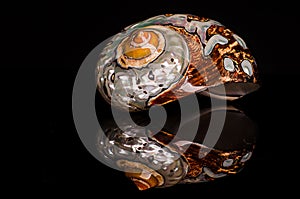 Pearlescent seashell on a black background, with r