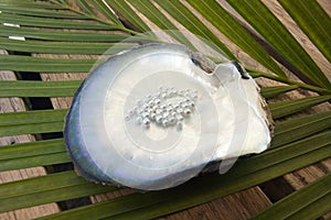 Pearls in an oyster shell - South Pacific