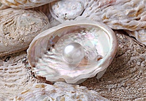 Pearls in a shell