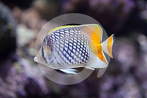 Pearlscale butterflyfish (Chaetodon xanthurus)