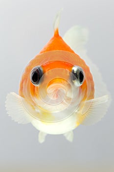 Pearlscale Goldfish Face