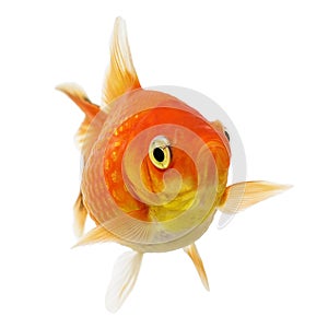 Pearlscale Goldfish on White Background