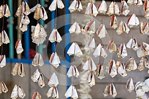 Pearly conches to decorate, Raja Ampat