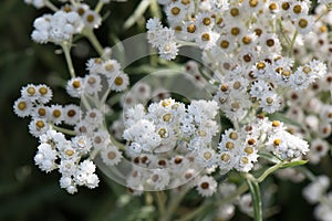 Pearly everlasting Anaphalis margaritacea close-up white flowers