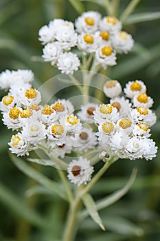 Pearly everlasting Anaphalis margaritacea, close-up of white flowers
