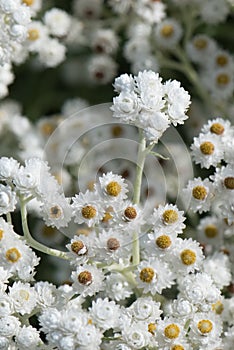 Pearly everlasting Anaphalis margaritacea close-up white inflorescence