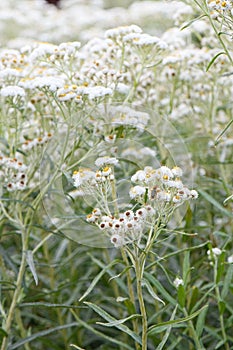 Pearly everlasting Anaphalis margaritacea, sea of white flowers with yellow eye