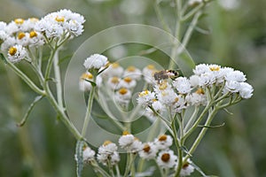 Pearly everlasting Anaphalis margaritacea, white flowers with bee