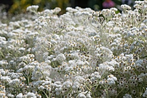 Pearly everlasting Anaphalis margaritacea white flowers in natural habitat