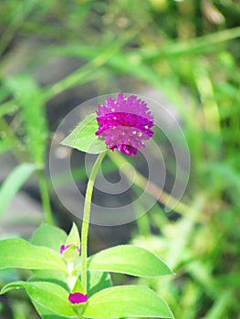 Pearly everlasting, Bachelor's button, Button agaga, Globe amaranth, Medicinal plants.