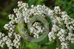 Pearly Everlasting â€“ Anaphalis margaritacea