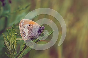 The pearly heath butterfly