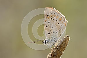 Pearly Heath butterfly