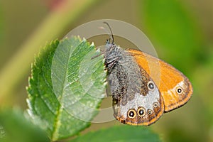 Pearly Heath butterfly - Coenonympha arcania