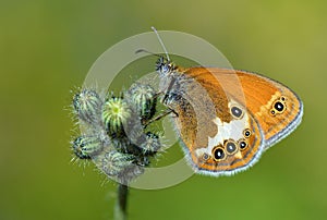 The pearly heath butterfly or Coenonympha arcania , butterflies of Iran