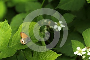 Pearly heath butterfly