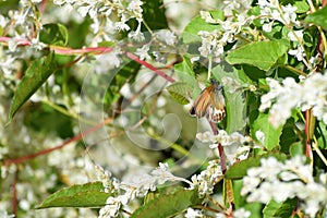 Pearly-heath-Butterfly