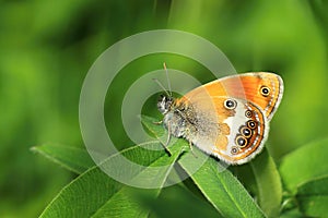 Pearly heath butterfly