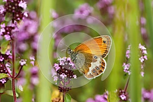 Pearly heath butterfly