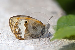 The Pearly Heath (Coenonympha arcania)