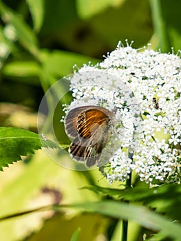 Pearly heath (Coenonympha arcania). Forewing reddish yellow with black margin, hindwing dark brown with white