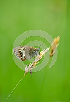 Pearly heath, Coenonympha arcania resting on straw