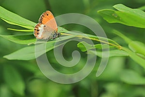 Pearly heath on leaf