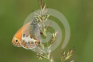 Pearly heath