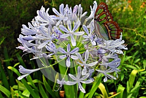 Pearly Malachite Butterfly on Agapanthus africanus Albus flowers