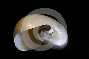 Pearly nautilus shell isolated on black.